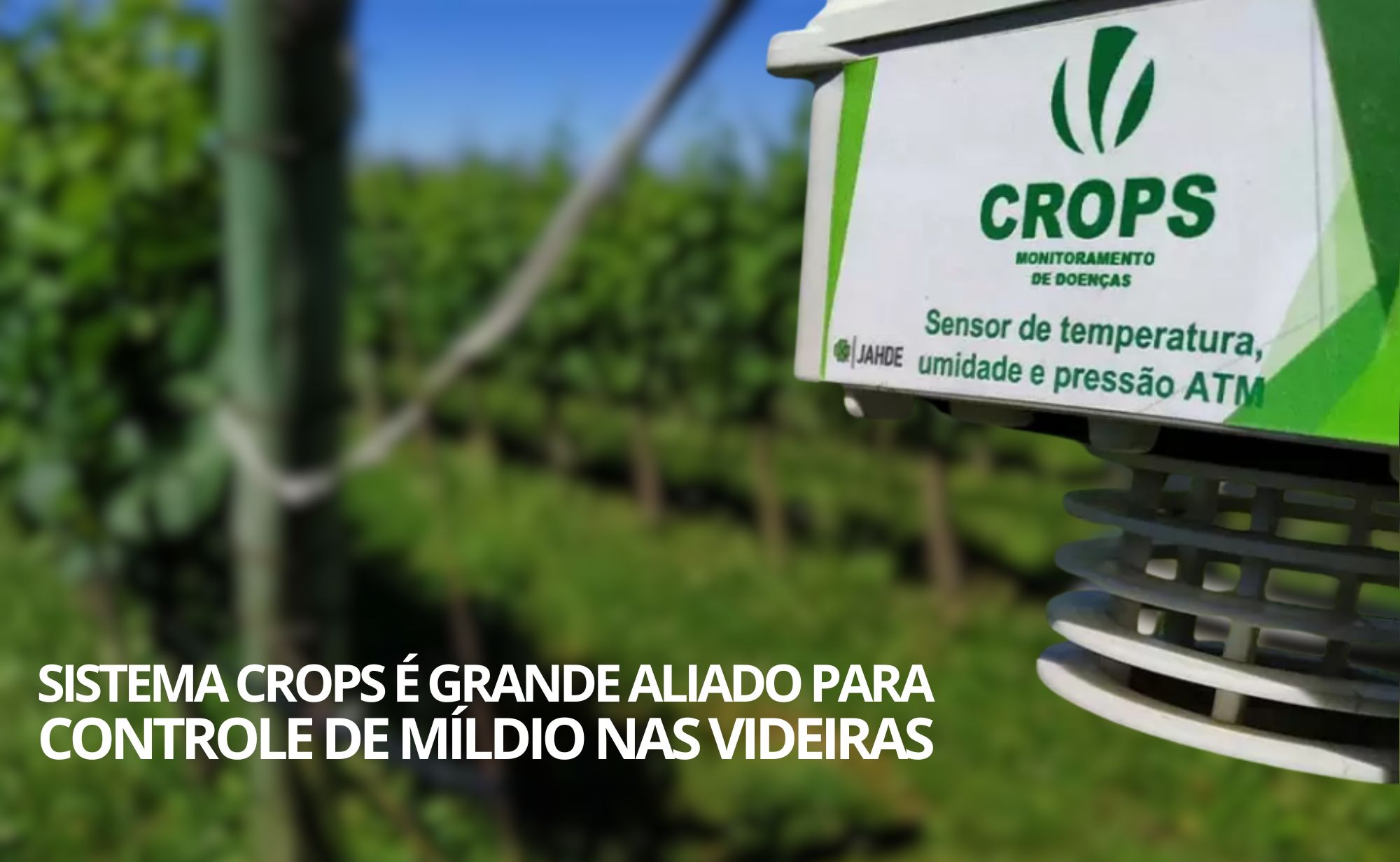 Sistema CROPS é grande aliado para controle de míldio nas videiras