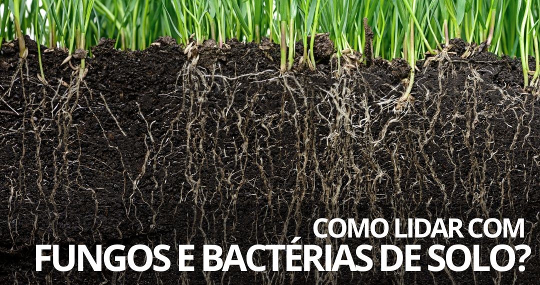 El Niño: como lidar com fungos e bactérias de solo?